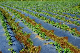 تصویر 1 از نایلون مالچ کشاورزی تخصصی برای پوشش خاک و حفظ رطوبت